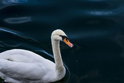 Close-up of swan swimming in lake