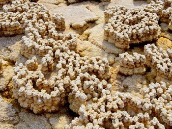 High angle view of coral on beach