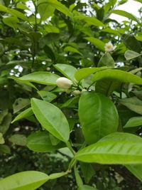 Close-up of fruits growing on tree