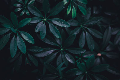 Close-up of wet leaves at night