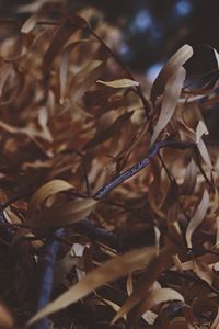 Close-up of autumn leaves