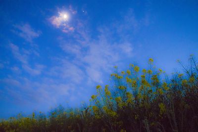 Low angle view of flowers against blue sky