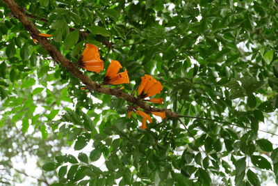 Low angle view of butterfly on plant