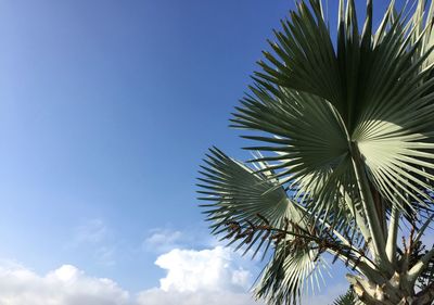 Low angle view of palm tree against blue sky