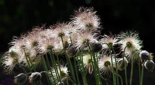 Close-up of thistle flowers