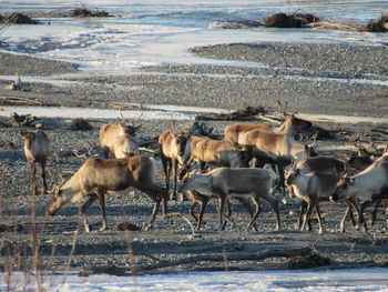 Herd of deer in snow covered land