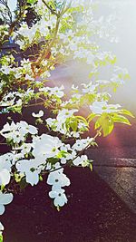 Close-up of flowers on tree