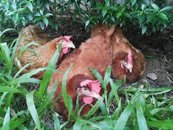 Close-up of birds on plants