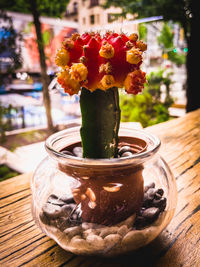 plant