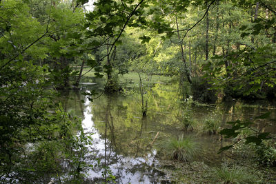 Scenic view of lake amidst trees in forest