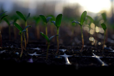 Close-up of plant growing on field