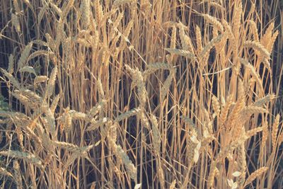 Full frame shot of wheat field