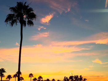 Low angle view of palm trees against sky