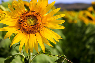 Sunflower field...