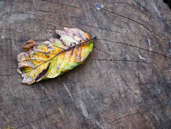 Close-up of lizard on leaf