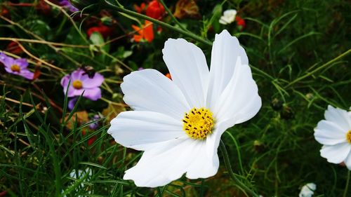 Close-up of white flowering plant on field