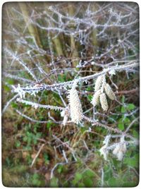 Close-up of spider web