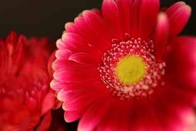 Close-up of red gerbera daisy against black background