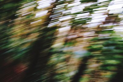 Full frame shot of blurred trees