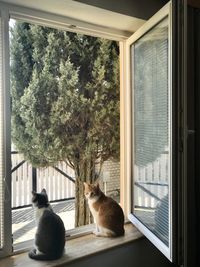 Cat sitting on window sill