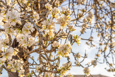 Close-up of white cherry blossoms in spring