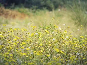 Close-up of yellow flowers growing in field