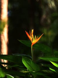 Close-up of plant growing outdoors