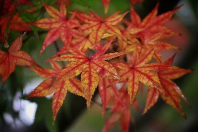 Close-up of leaves on branch