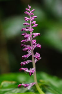 Close-up of purple flowering plant