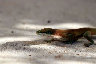 Close-up of lizard on land