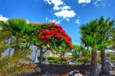 Low angle view of red flowering plants against sky