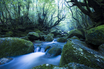 Stream flowing through rocks in forest