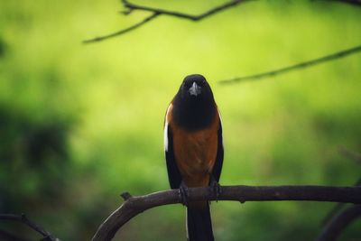 Close-up of bird perching on branch