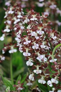 Close-up of white flowers