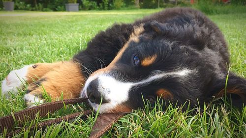 Close-up of dog lying on grass
