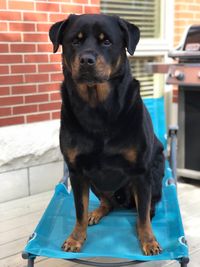 Portrait of black dog sitting outdoors