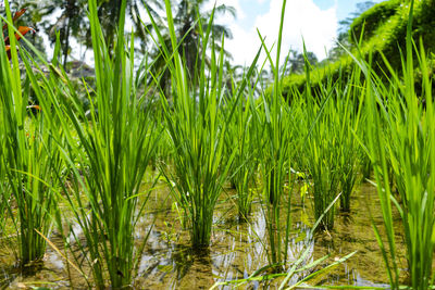 Close-up of grass by lake against sky