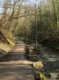 Footpath amidst trees in forest