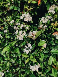 High angle view of flowering plant