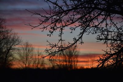 Silhouette trees against sky during sunset