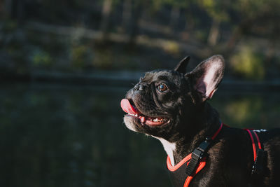 Dog looking away