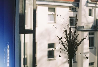 Close-up of tree in city