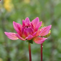 Close-up of pink flower blooming outdoors