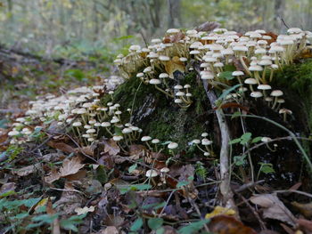 Close-up of plants