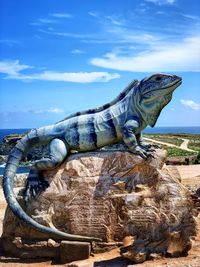 Close-up of lizard on rock against sky