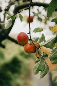 Close-up of fruit on tree