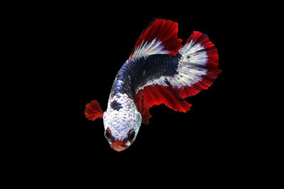 Close-up of fish swimming in sea