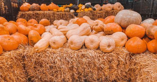 Pumpkins for sale in market