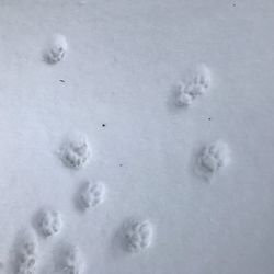 High angle view of footprints on snow covered field