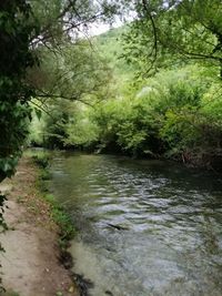 Scenic view of river stream amidst trees in forest